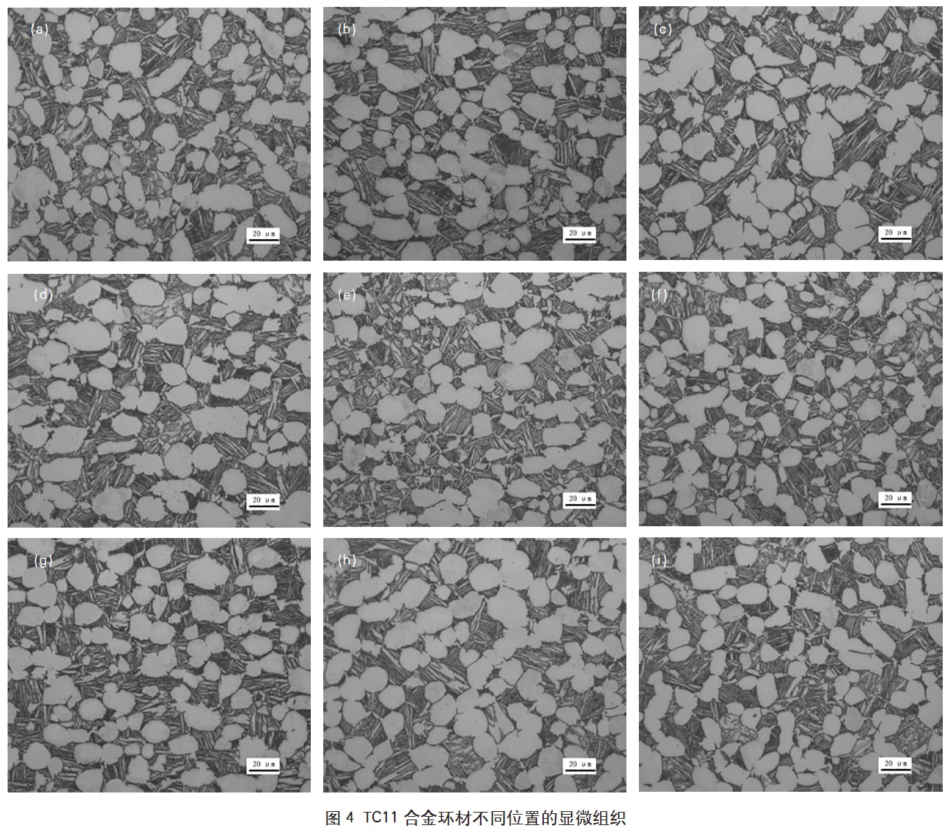 1665284387874489.jpg t4.jpg