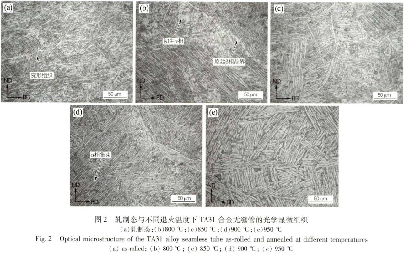 1695806531500247.jpg t2.jpg